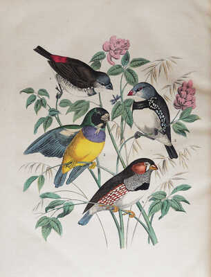 Вокруг света: Журнал землеведения, естественных наук, новейших открытий, изобретений и наблюдений. Год шестой, 1866.